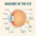 Anatomy of the eye.