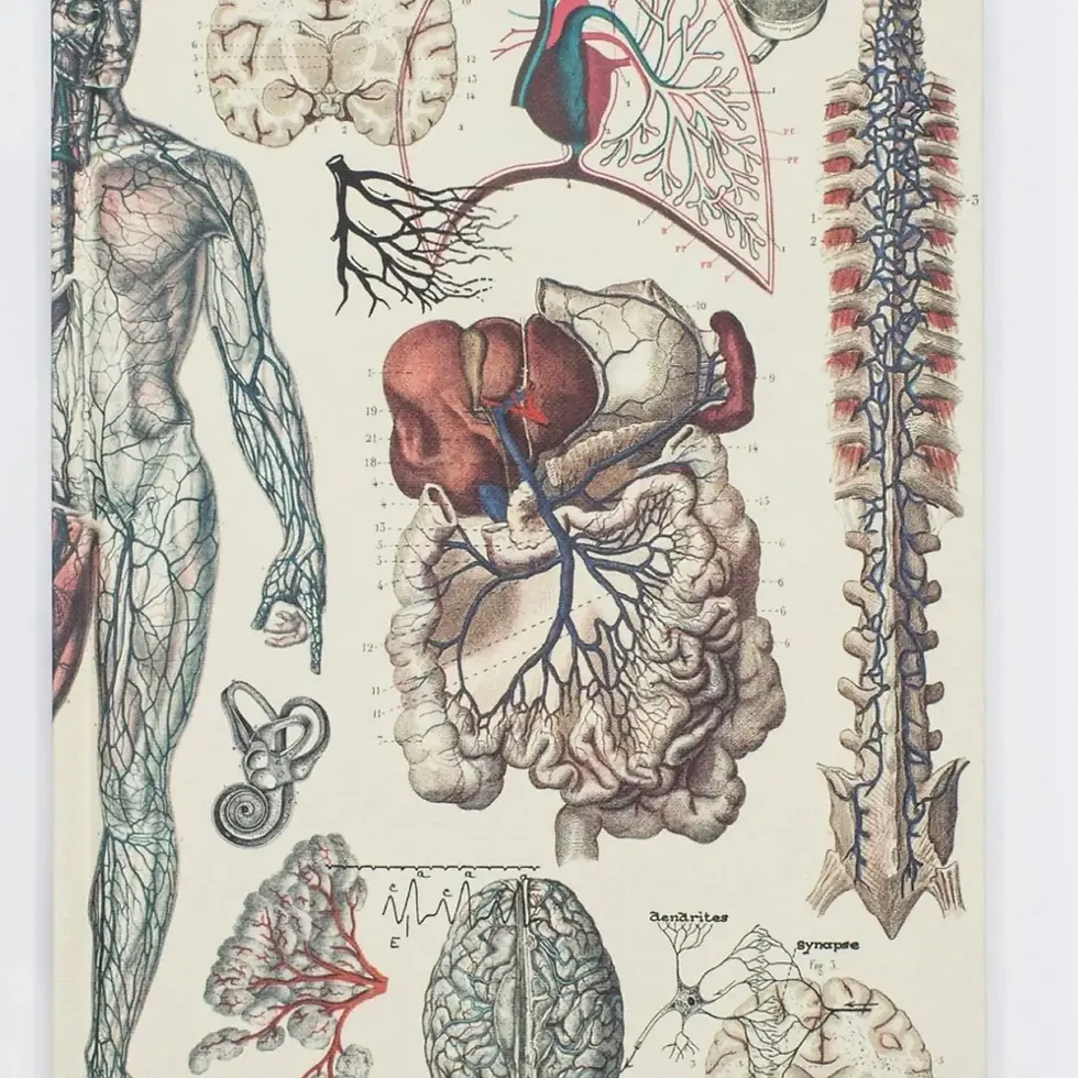 Anatomy: Vascular Softcover Notebook