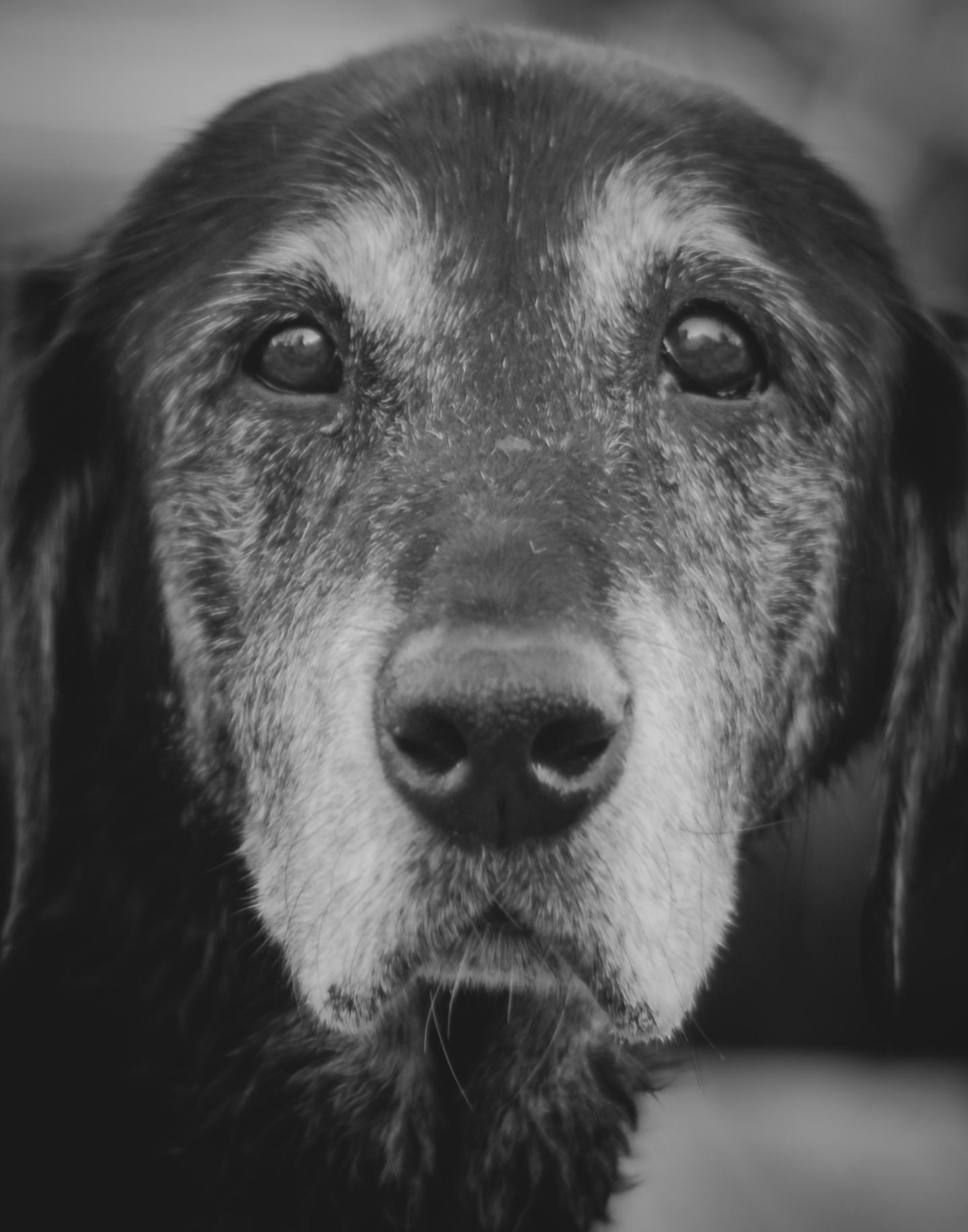 Bella