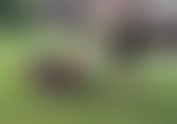 Underground Fencing With K9 Kindergarten