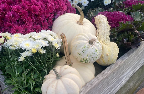 Halloween Pumpkins