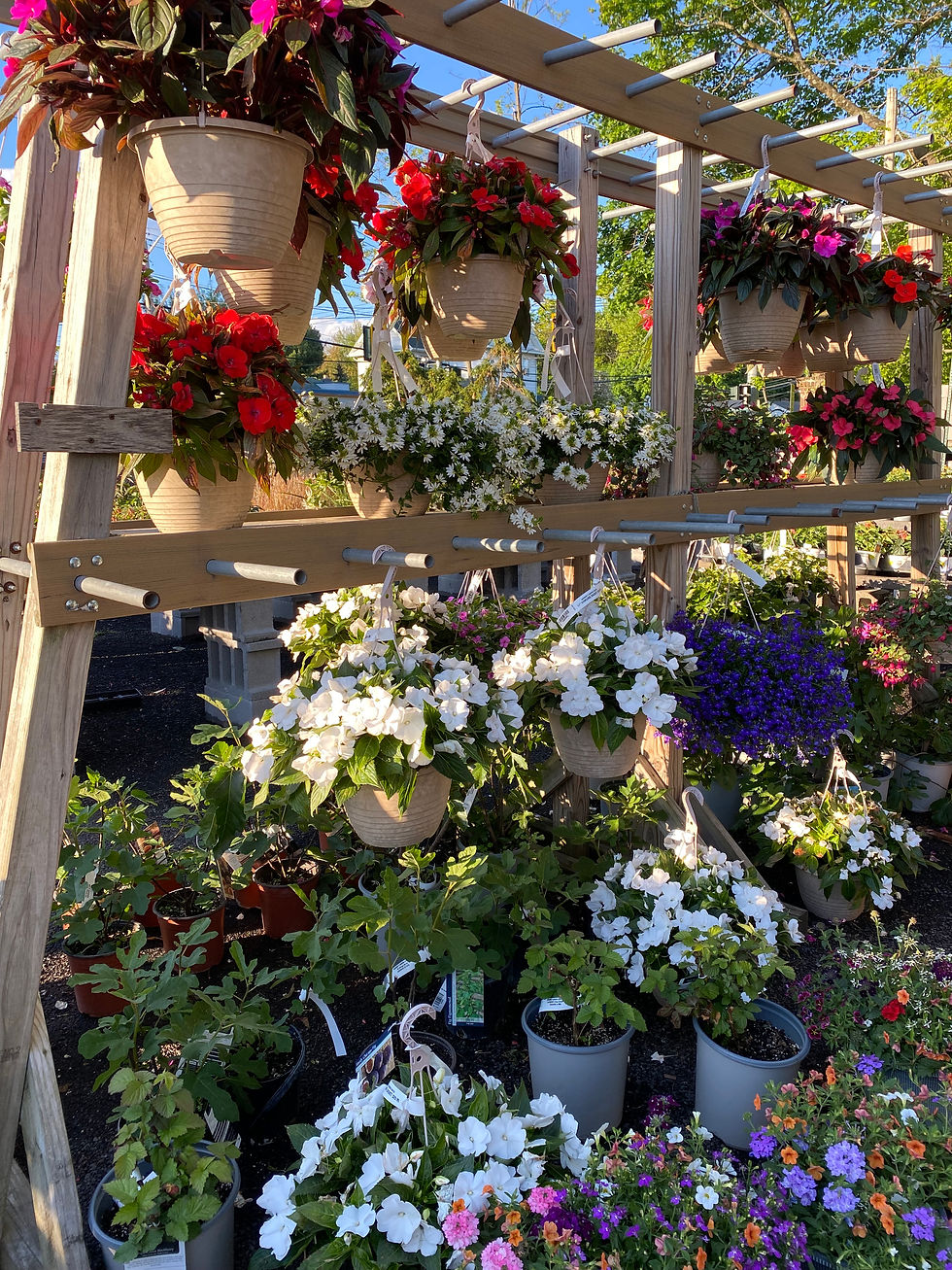 Hanging Baskets