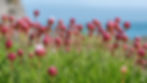 Sea Thrift About to BURST into Flower