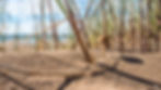 Dune Mushroom