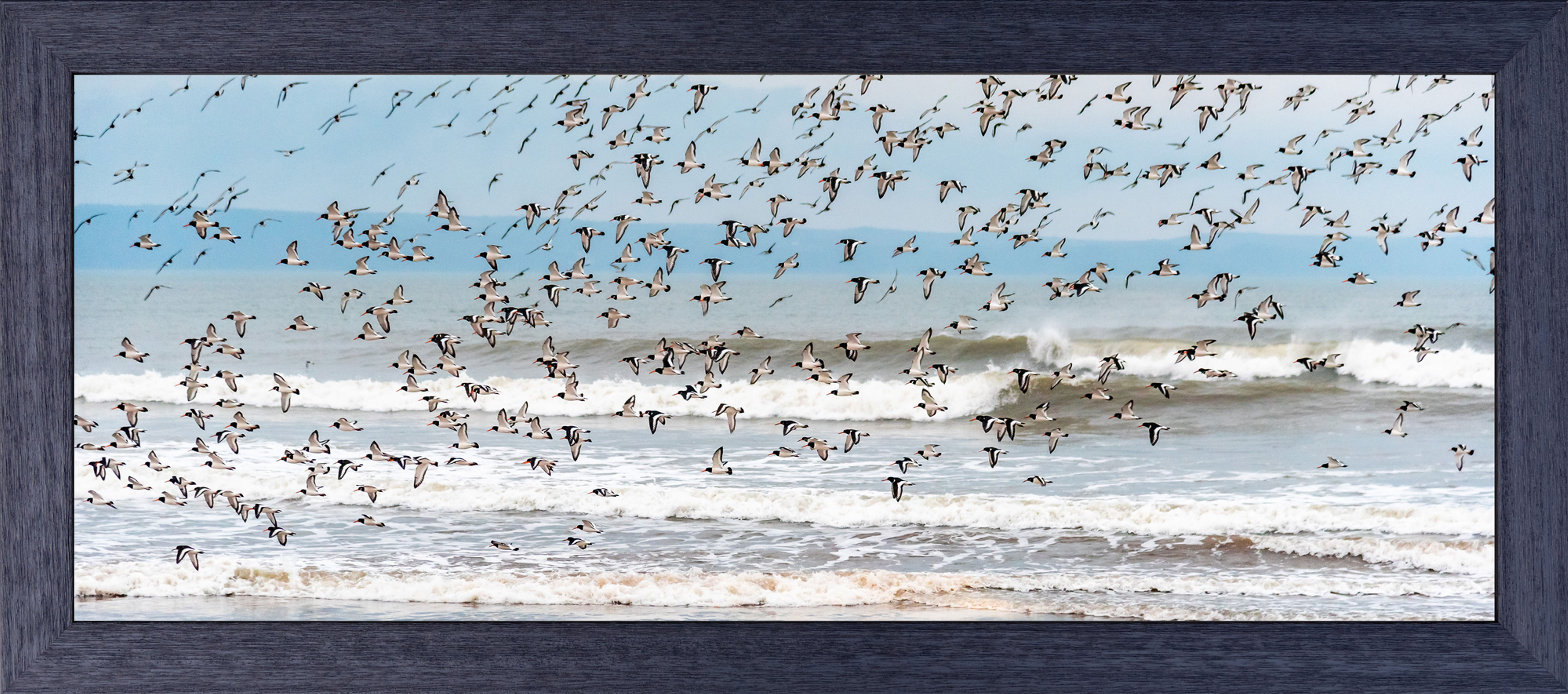 'Parcel' of Oystercatchers - Saunton
