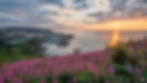 Sunset Over Ilfracombe with Pink Flowers