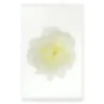 Thumbnail: Barloga Peony Studies