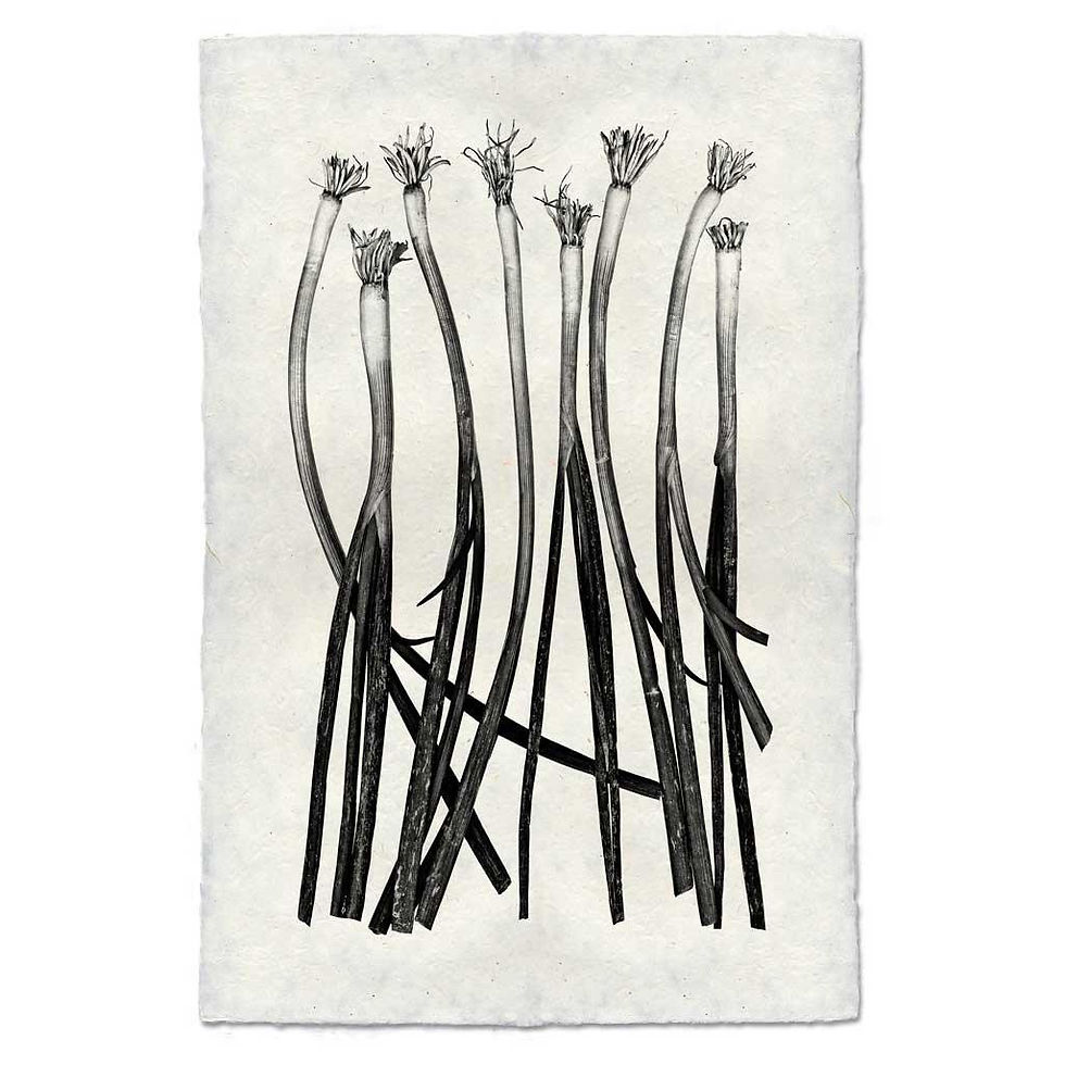 Thumbnail: Barloga Vegetable Studies