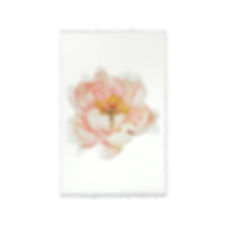 Barloga Peony Studies