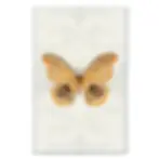 Thumbnail: Barloga  Papilionoidea Studies