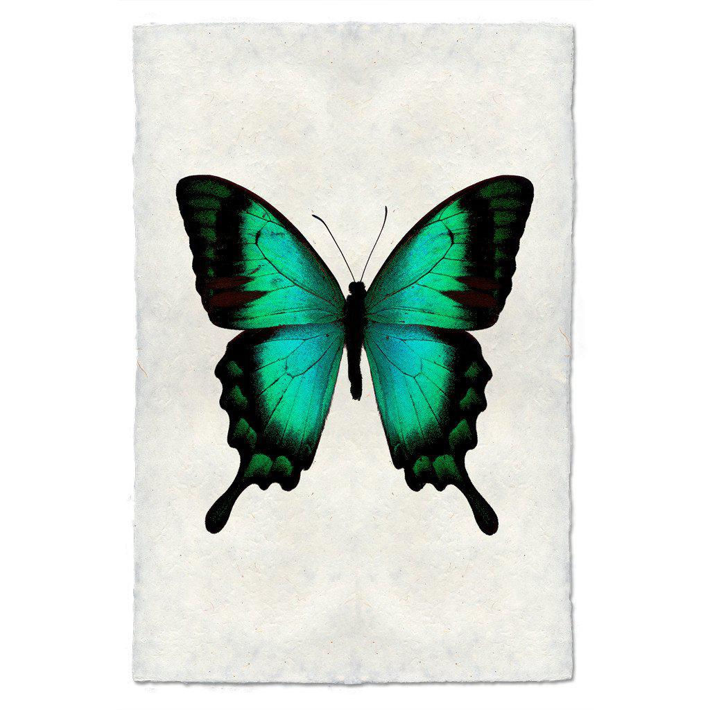 Barloga Butterfly Studies