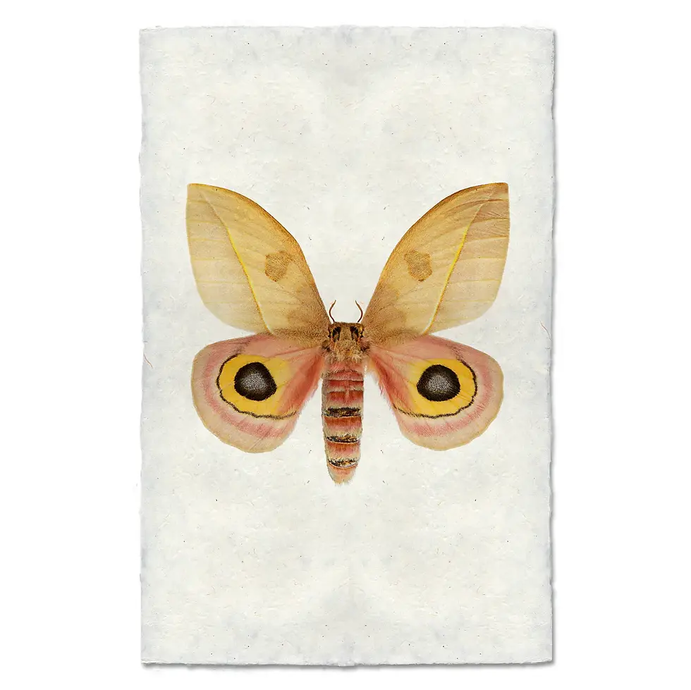 Thumbnail: Barloga  Papilionoidea Studies