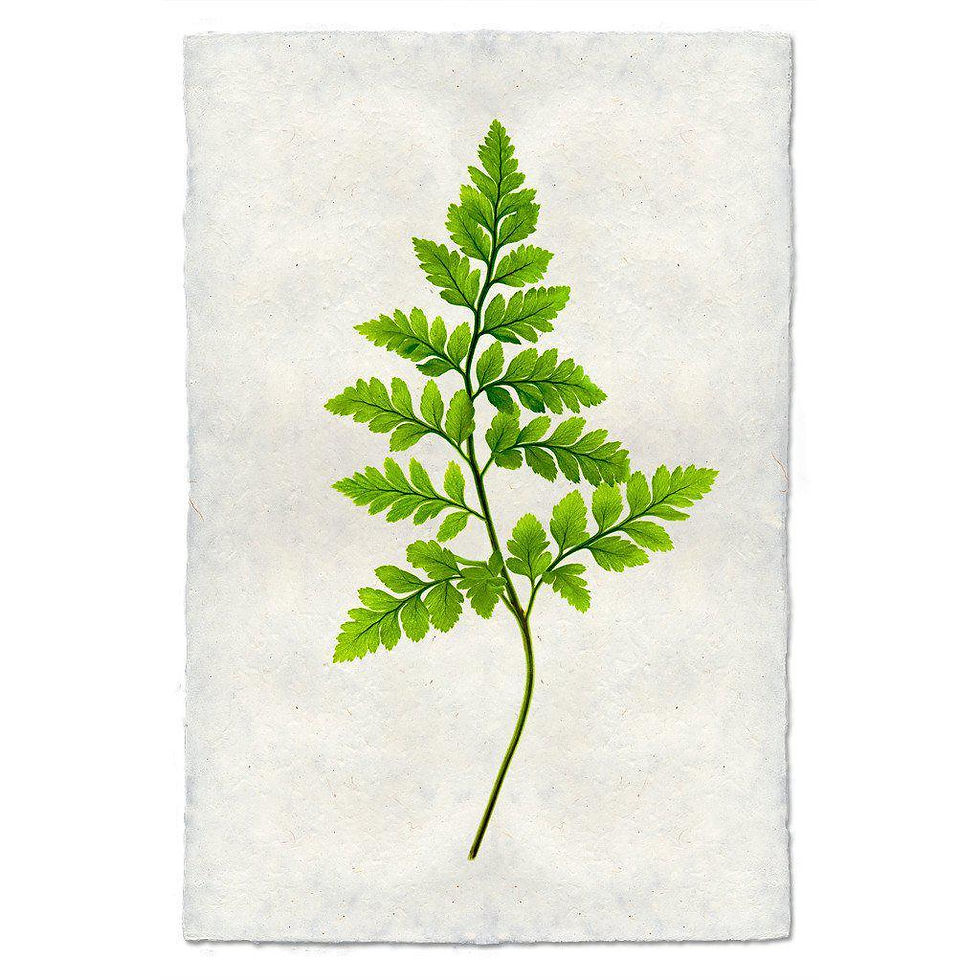 Thumbnail: Barloga Fern Studies