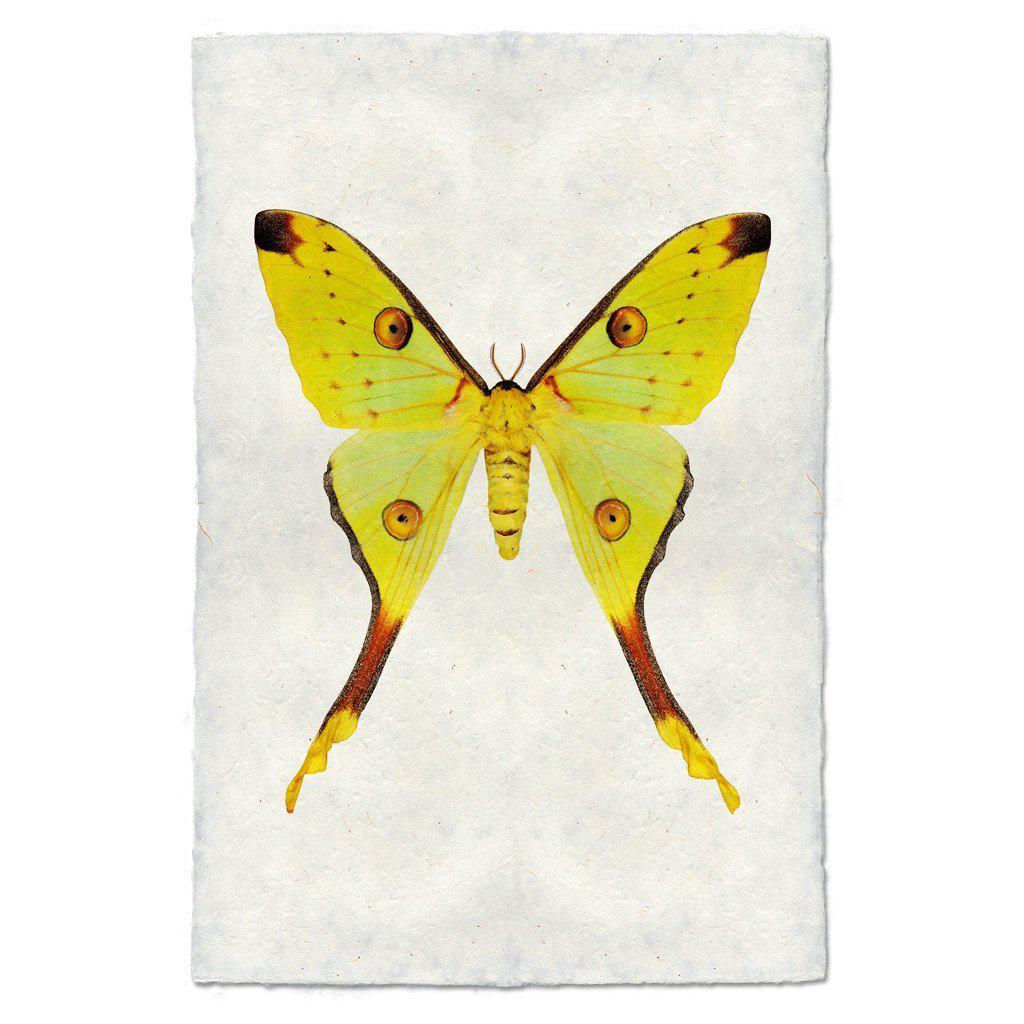 Barloga Papilionoidea Studies