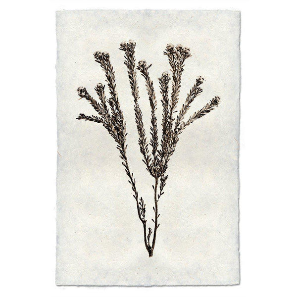 Thumbnail: Barloga Natural Forms
