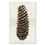 Thumbnail: Barloga Pine Cone Studies