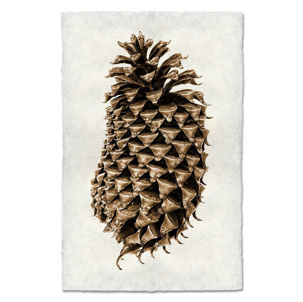Thumbnail: Barloga Pine Cone Studies