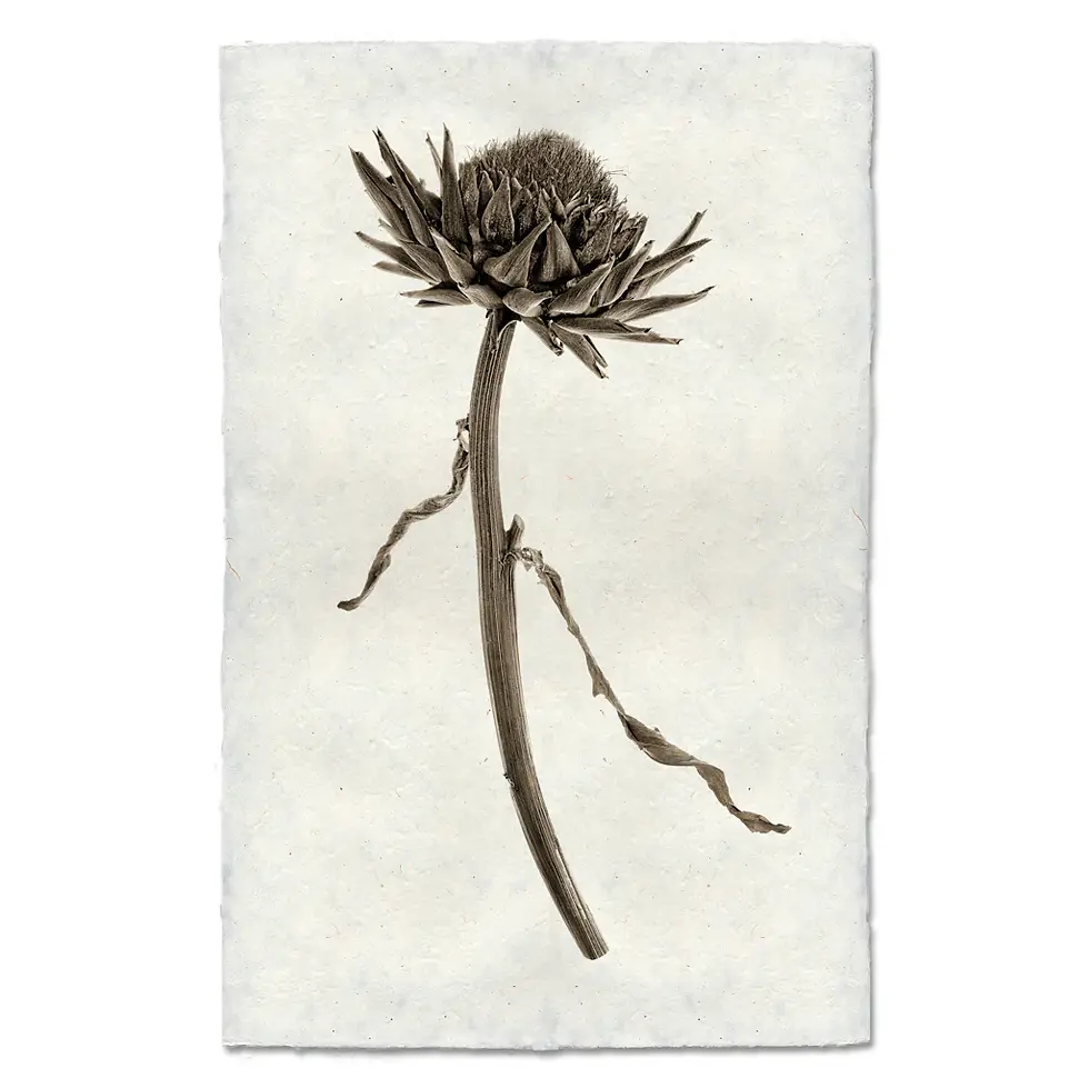 Thumbnail: Barloga Natural Forms