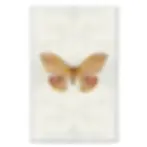 Thumbnail: Barloga  Papilionoidea Studies