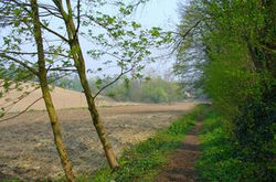 Sentier des Boissonets ((Gistoux).jpg