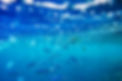 fish-underwater-2022-02-01-22-37-52-utc.jpg