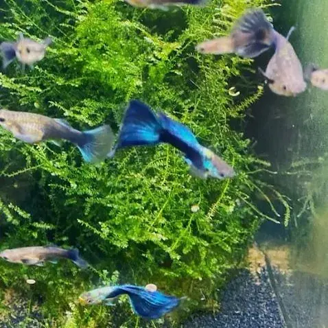 Half-Black Blue guppy displaying a vivid blue tail and contrasting black body, swimming gracefully in a freshwater tank | Pre