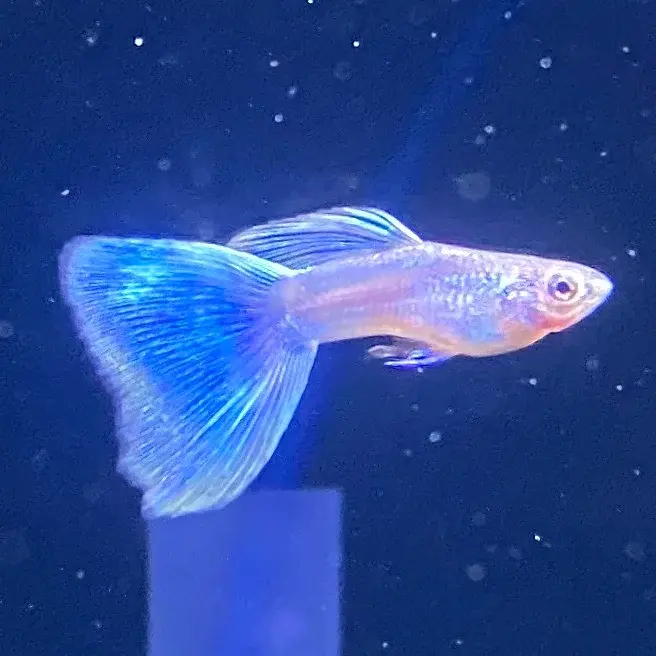 Shubel Green guppy with metallic green hues and elegant tail, gliding through freshwater plants | Prestige Aquatics