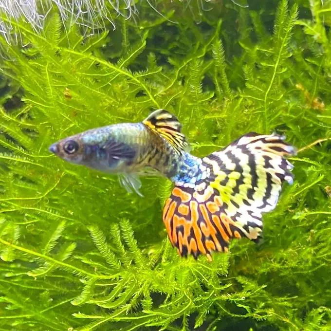 Tiger Mosaic Halfmoon betta with bold tiger stripe patterns and flowing halfmoon fins swimming in a freshwater aquarium