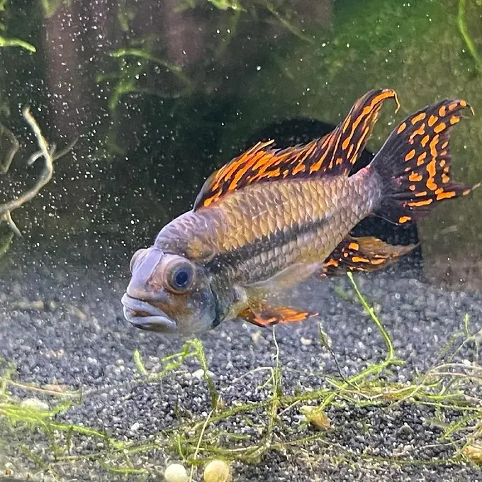 Quad Red Cockatoo Apistogramma with bright red fins and intricate body patterns in fresh water | Prestige Aquatics