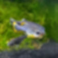 Livebearers-Prestige-Aquatics_edited.jpg