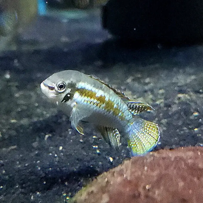 Araguaia Dwarf Acara with vibrant colors and compact body swimming in freshwater | Prestige Aquatics