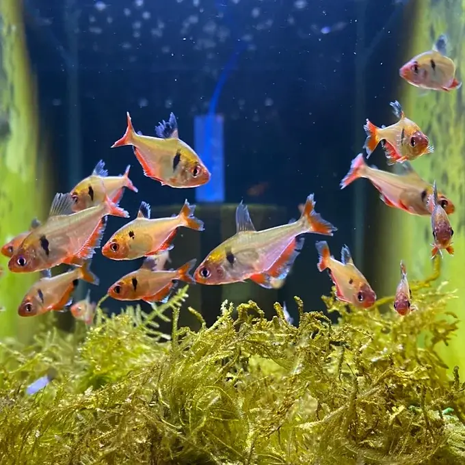 Serpae Tetras with deep red bodies and black markings schooling in a planted freshwater aquarium | Prestige Aquatics