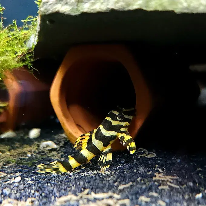 L134 Leopard Frog Pleco with spotted pattern resembling a leopard resting on aquarium surfaces | Prestige Aquatics