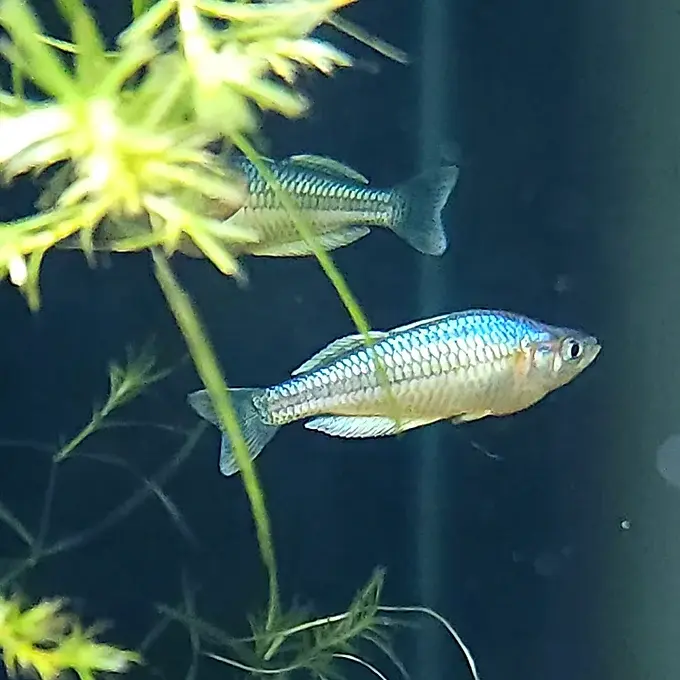 Pygmy Rainbowfish with small, slender body & iridescent blue-green scales in a freshwater aquarium | Prestige Aquatics