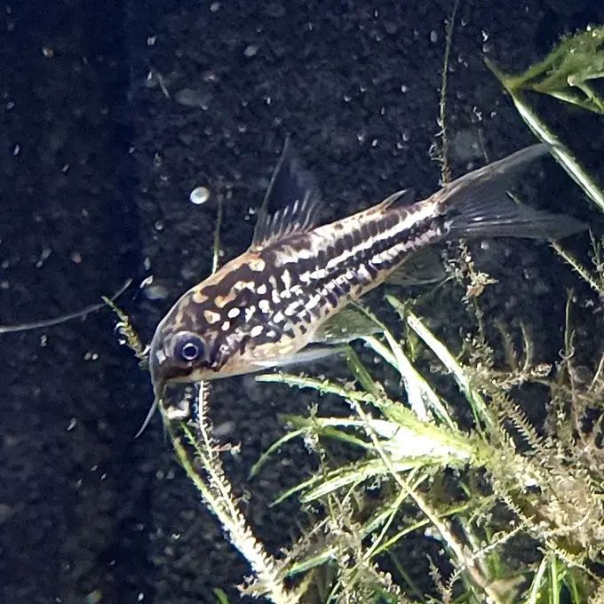 Napo Corydoras with light body and faint markings resting on the substrate in a freshwater aquarium | Prestige Aquatics
