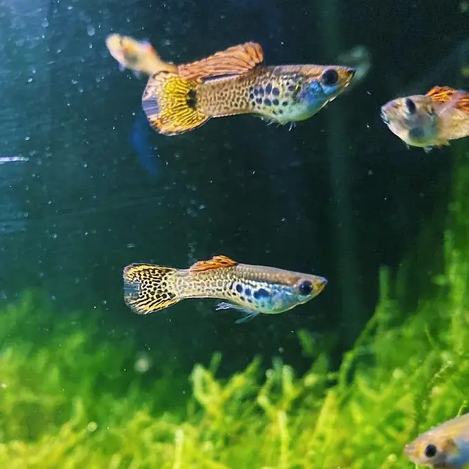 Galaxy Mosaic guppies with vibrant multicolored tails swimming in planted freshwater tank | Prestige Aquatics