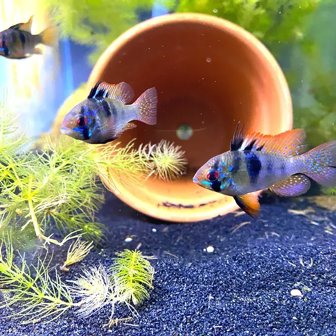 German Blue Ram with vibrant blue & yellow coloration & red eyes swimming in a freshwater aquarium | Prestige Aquatics