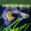 Half-Black AOC guppy with vibrant multi-colored body and distinct black tail swimming in a freshwater aquarium