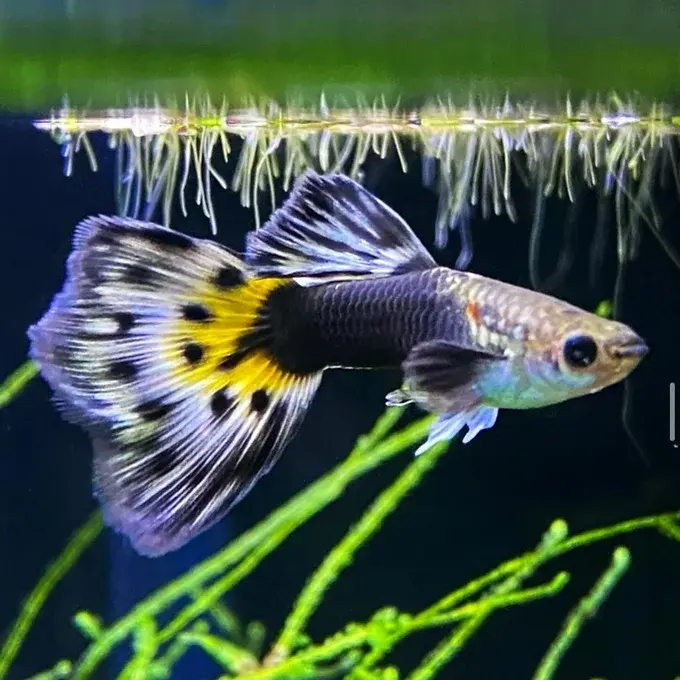 Half-Black AOC guppy with vibrant multi-colored body and distinct black tail swimming in a freshwater aquarium