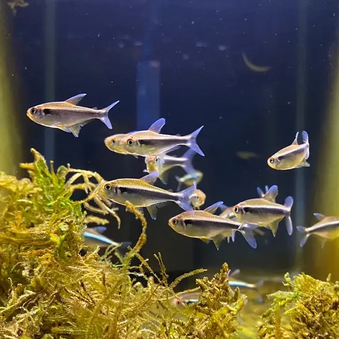 Black Neon Tetra with a bold black stripe & iridescent top line in a freshwater community tank | Prestige Aquatics