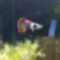 Red Dragon betta with vivid red body and flowing fins swimming in a freshwater aquarium | Prestige Aquatics