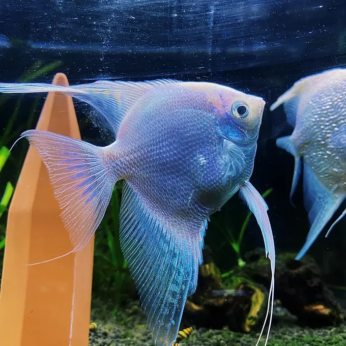 Platinum Angelfish with sleek silvery body and elegant fins swimming in a freshwater aquarium | Prestige Aquatics