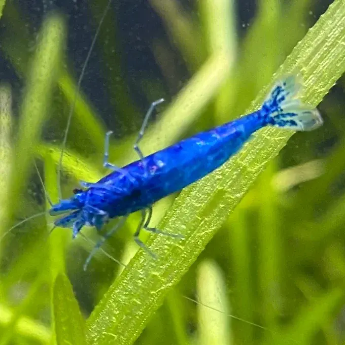 Blue Dream Neocaridina shrimp with bright blue coloration exploring freshwater aquarium plants | Prestige Aquatics
