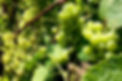 réunion première vin blanc.jpg