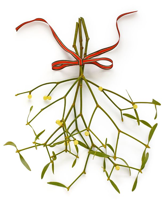 Aside from Christmas kissing lore, mistletoe has a long history of medicinal applications among ancient cultures. Some modern scientists are exploring its use as a treatment for colon cancer.