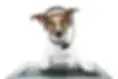 depositphotos_9202635-stock-photo-dog-ipad.jpg.webp