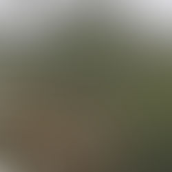 《潮濕天氣警報!如何判斷您的毛公仔是否已經發霉?(附緊急處理教學)》