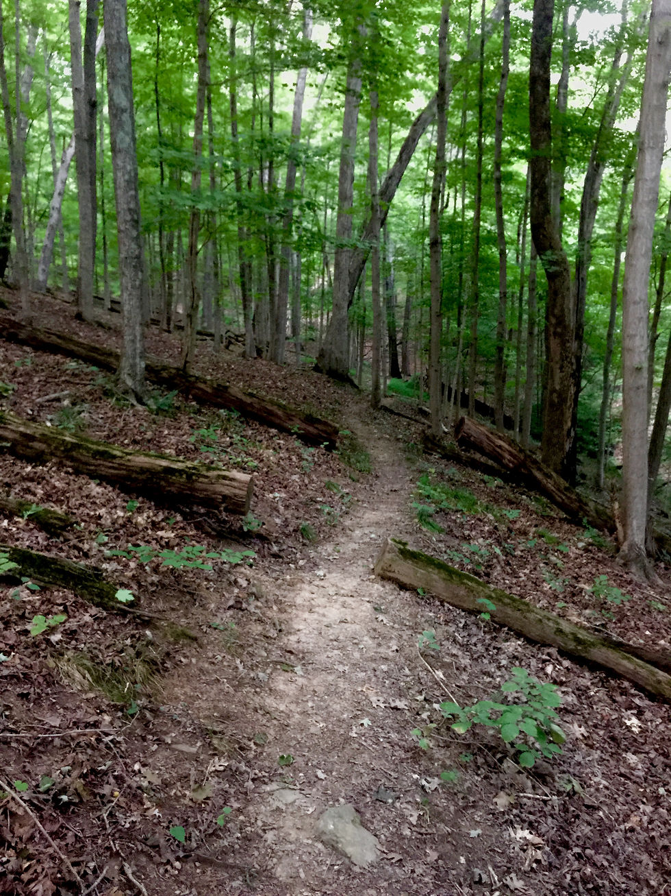 Run Wild 20 Miler