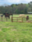 EMRC Horses Field