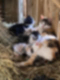 Barn cat mama and kittens at EMRC
